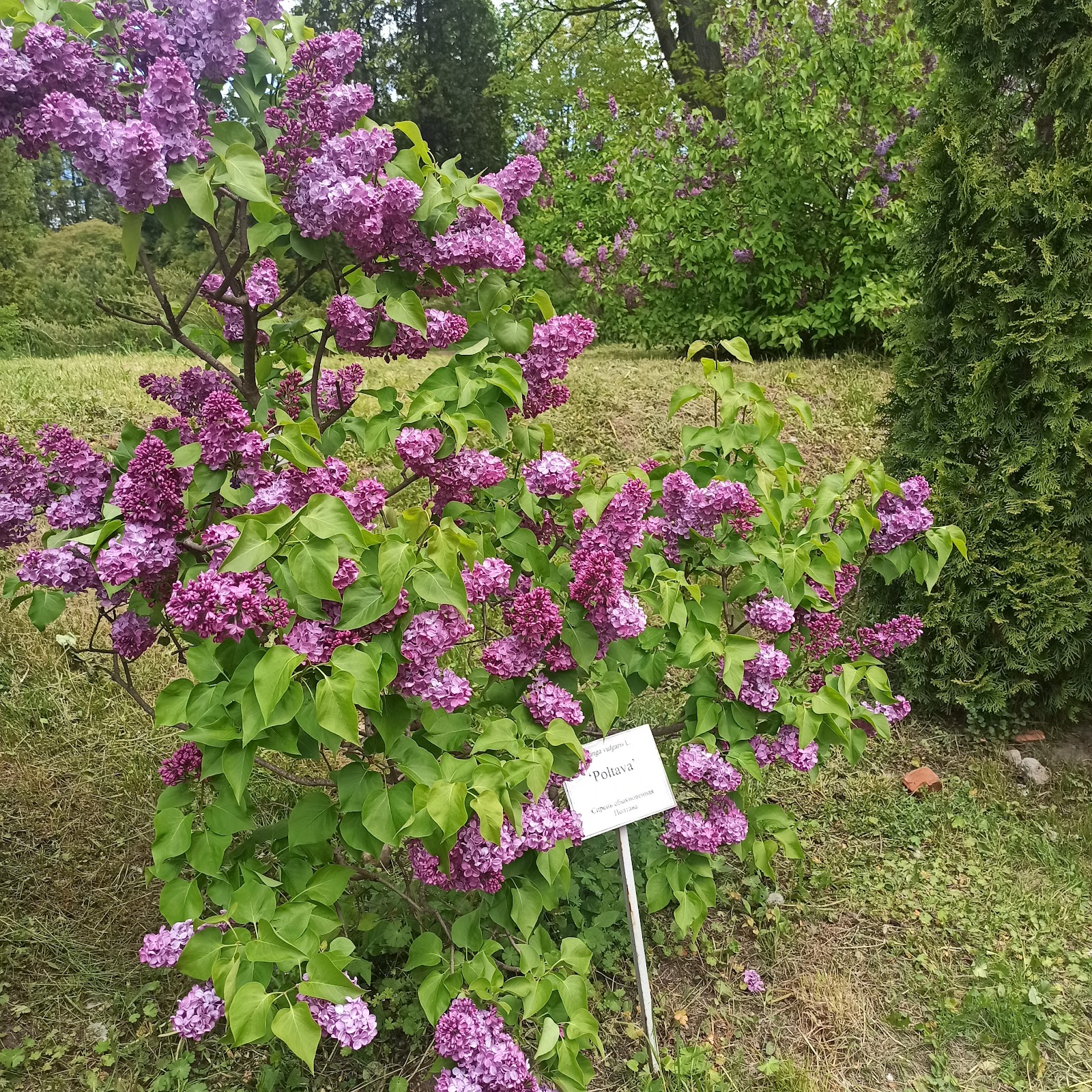 Belarusian Central Botanic Gardens photo 7