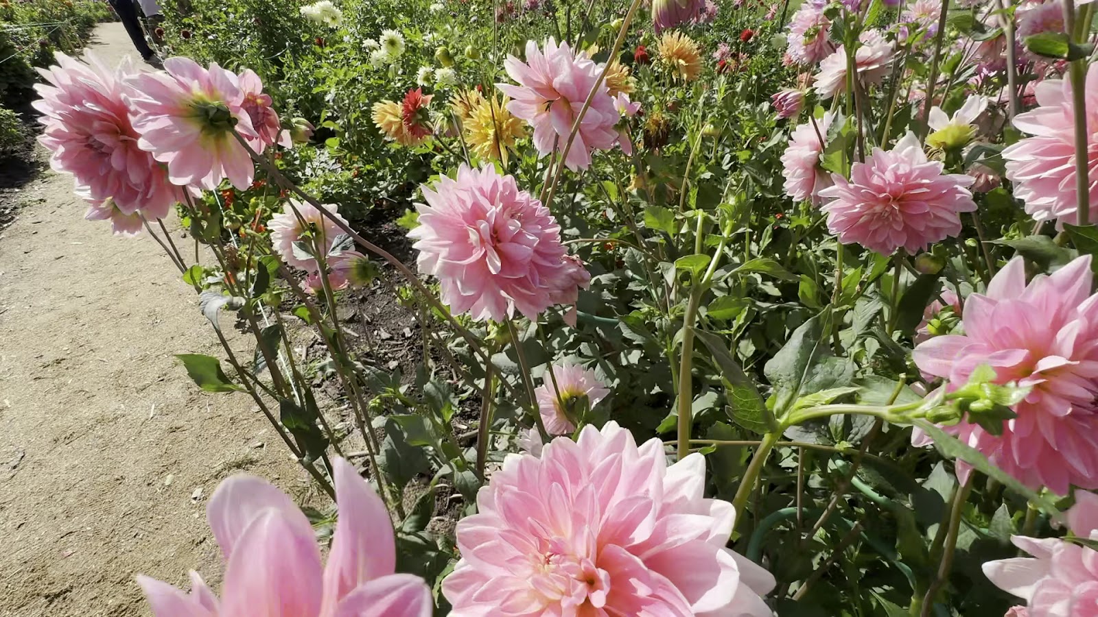 Belarusian Central Botanic Gardens photo 4