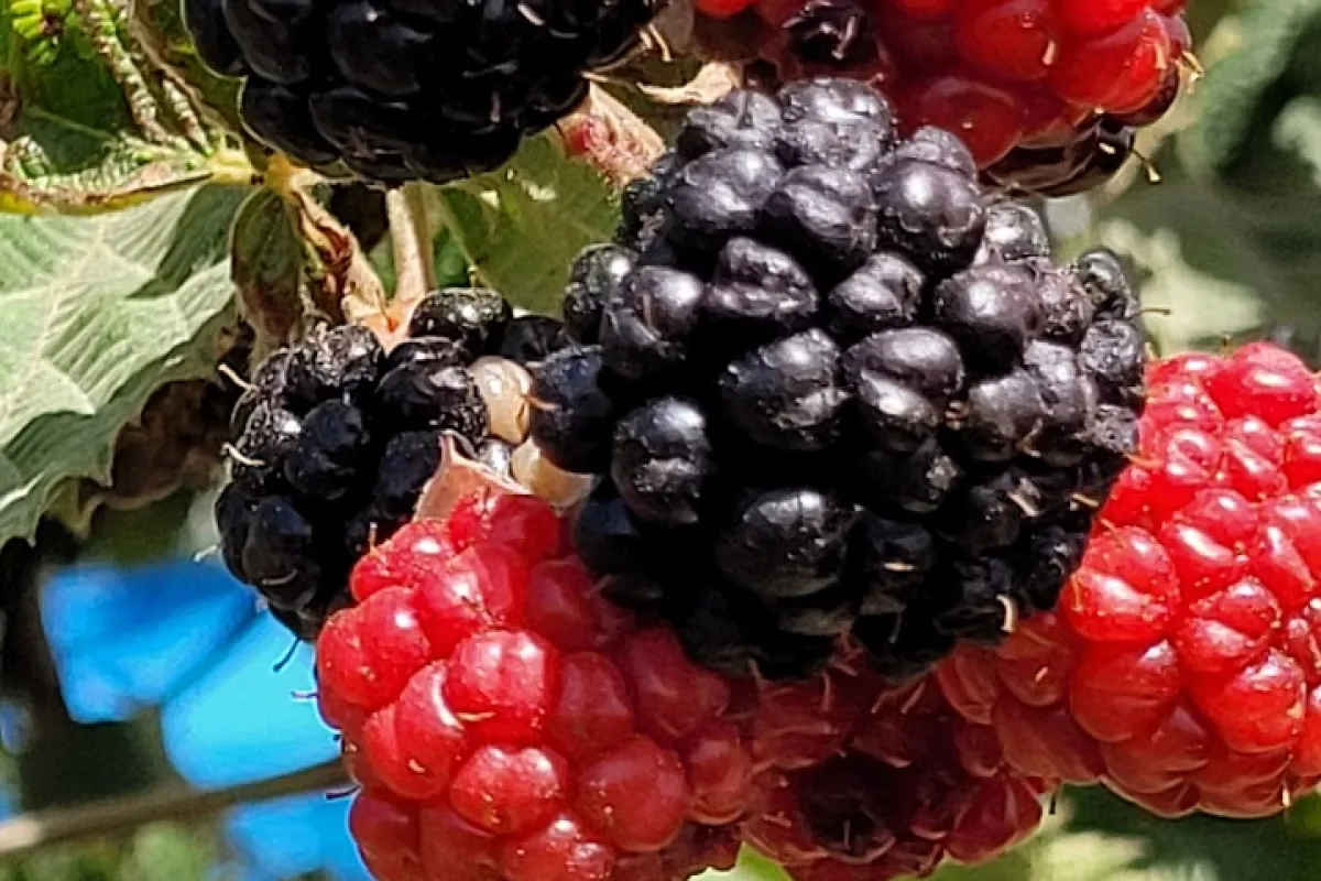 קטיף עצמי וקמפינג משק מלול photo 1