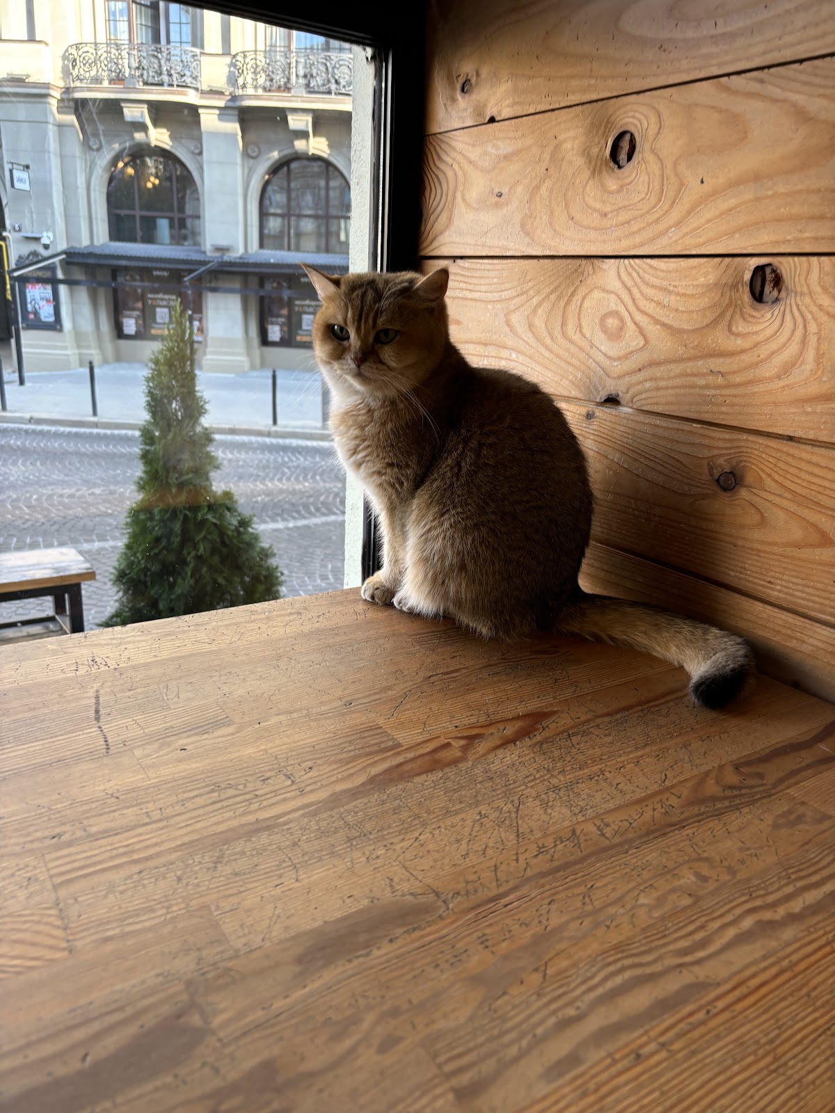 Cat Cafe photo 8
