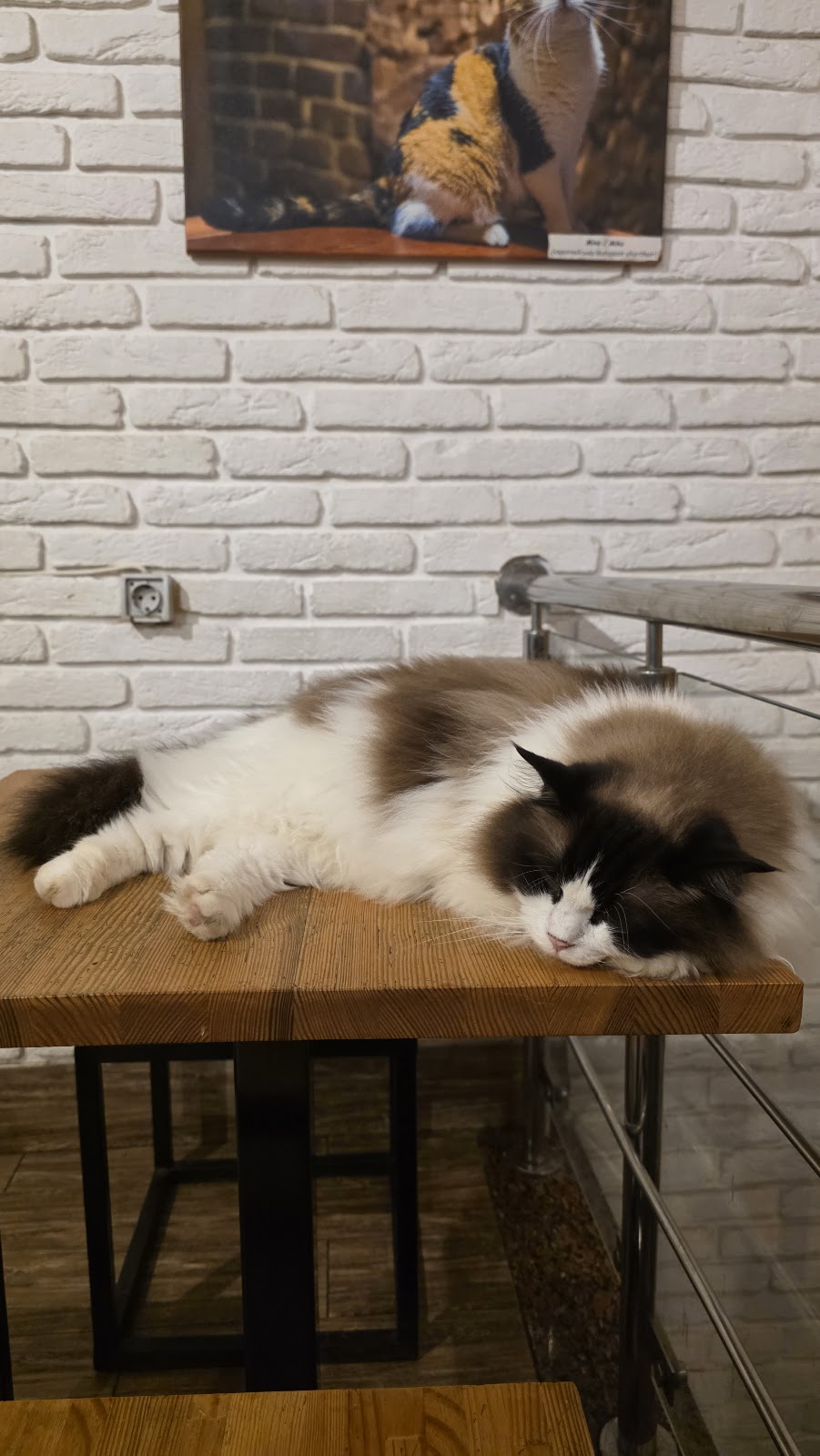 Cat Cafe photo 6
