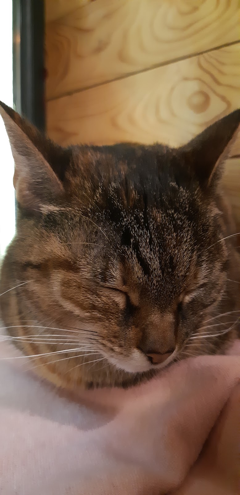 Cat Cafe photo 11