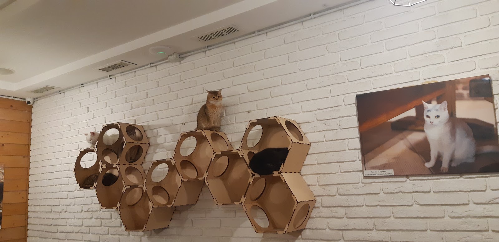 Cat Cafe photo 10