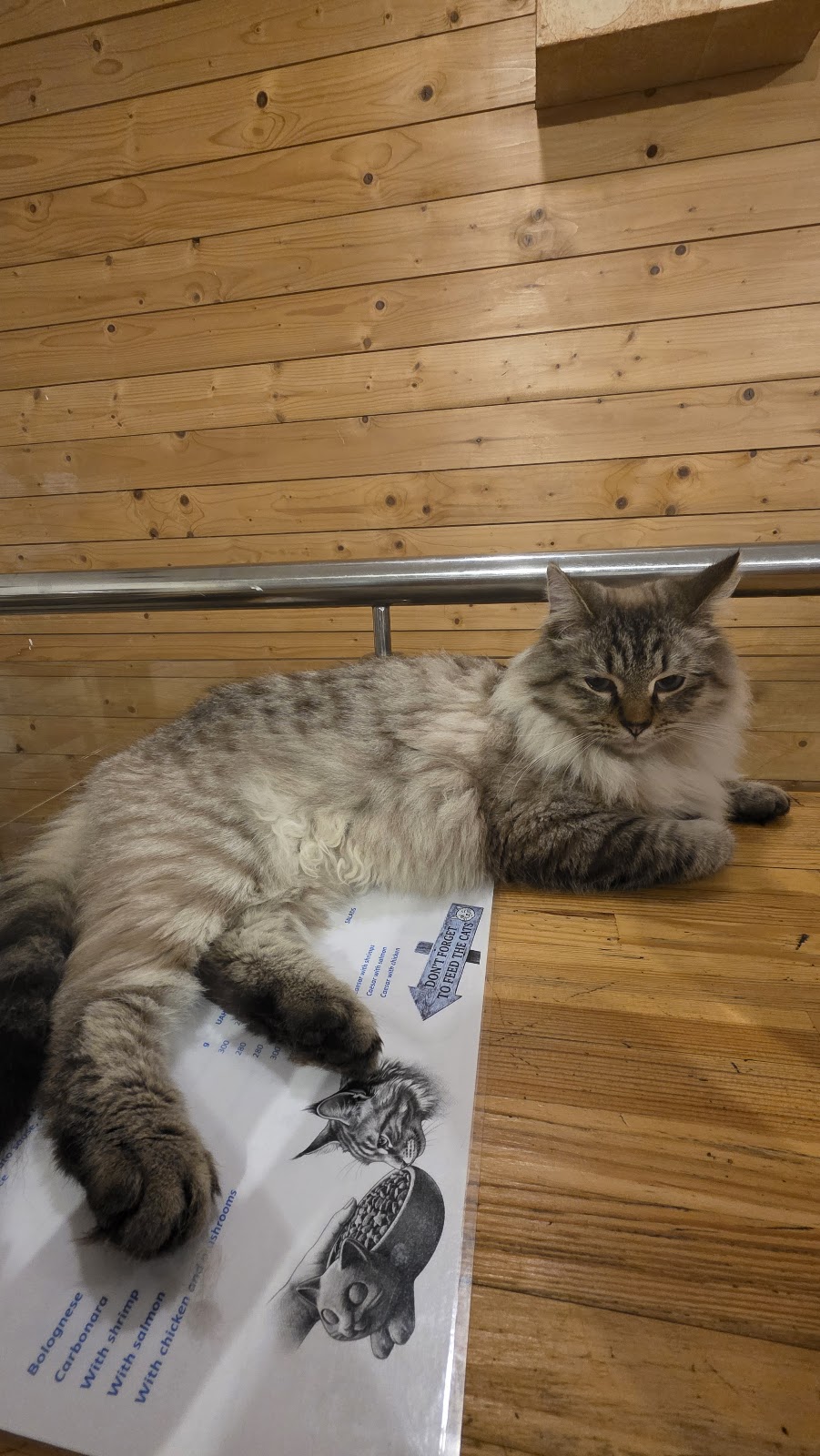 Cat Cafe photo 5