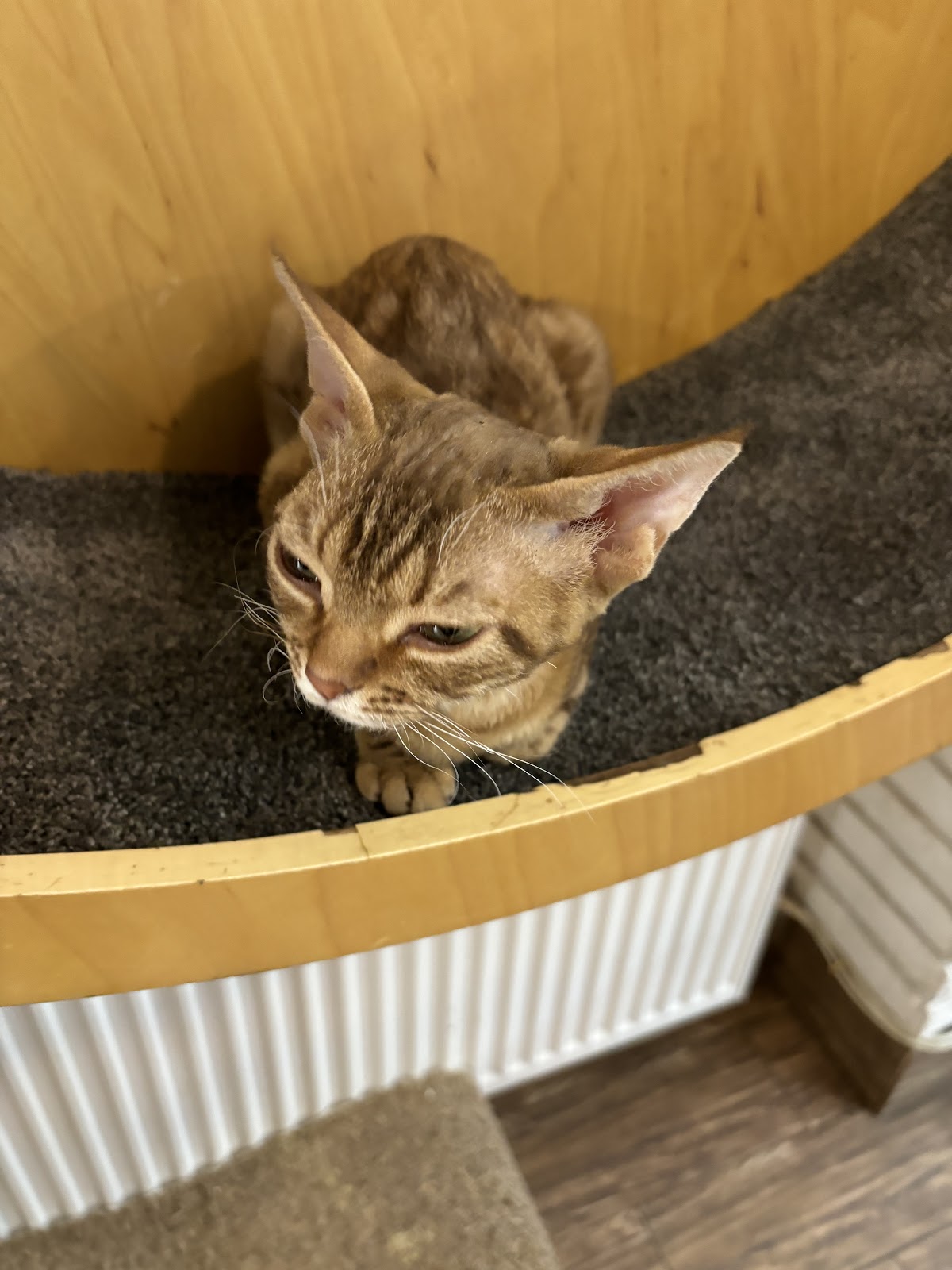 Cat Cafe photo 9