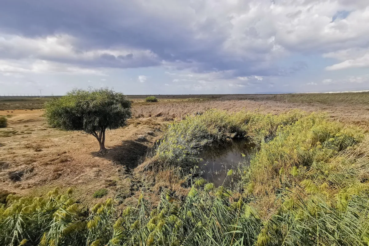Akrotiri Marsh photo 1