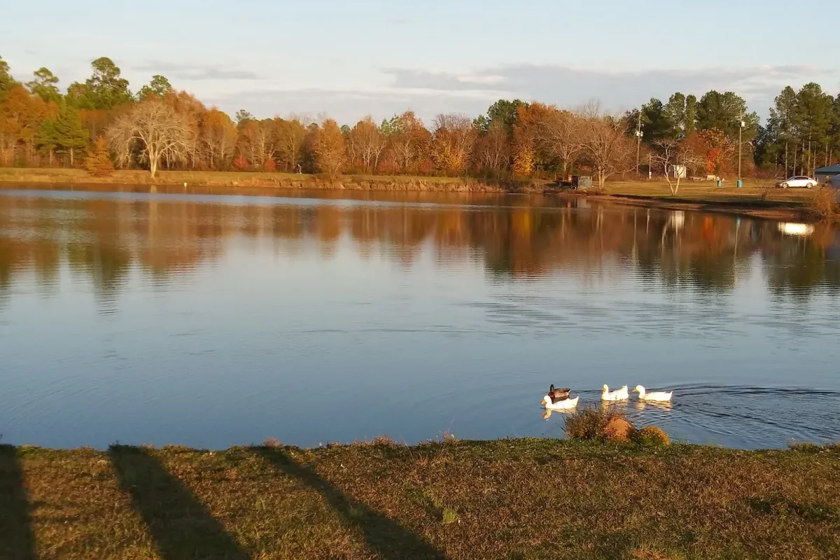 Walter B. Williams Park photo 1