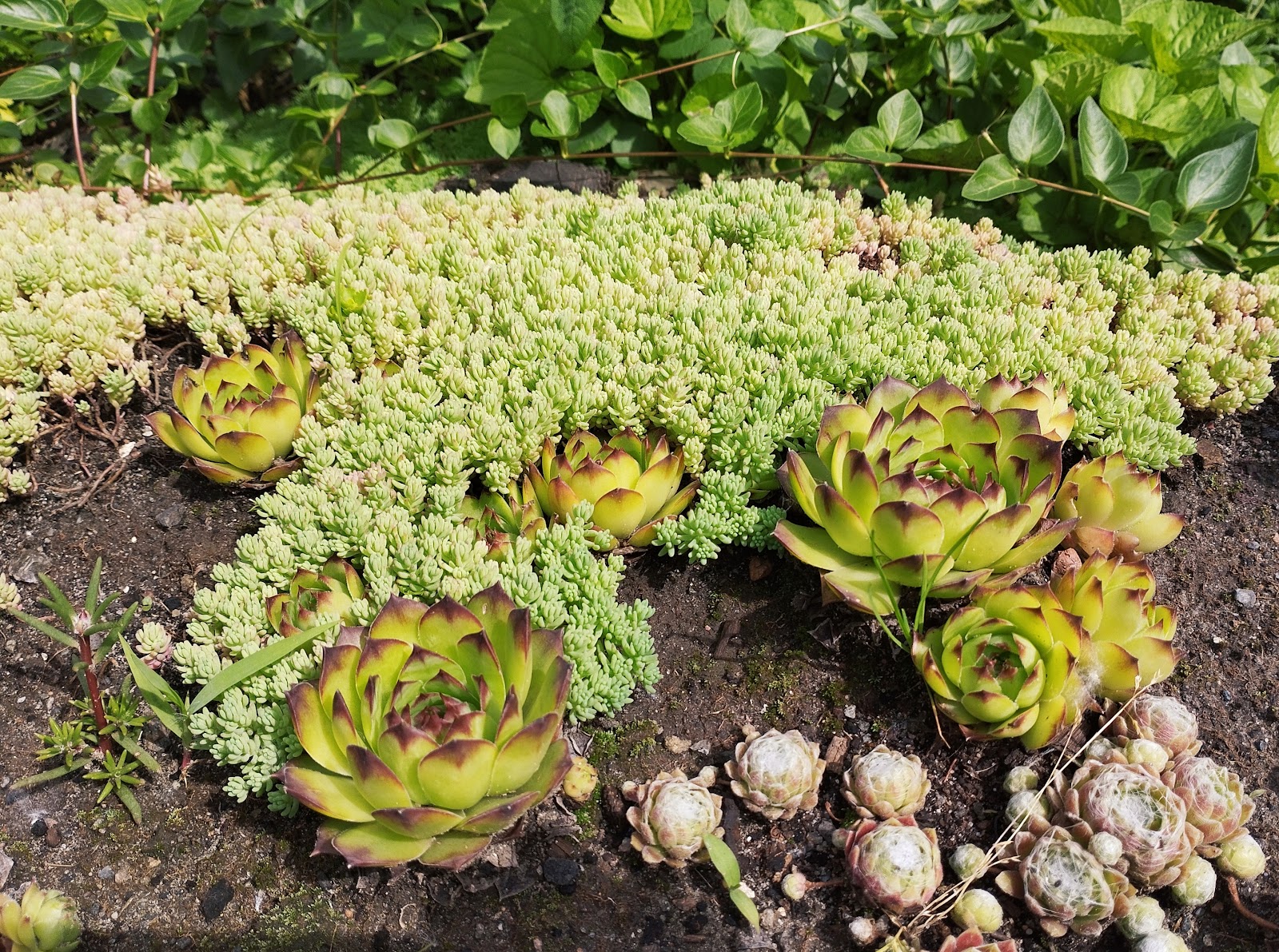 A.V. Fomin Botanical Garden photo 3