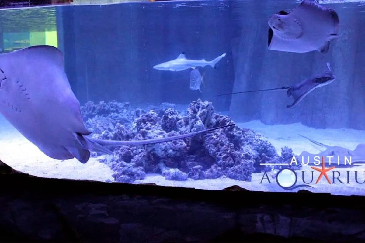 Austin Aquarium photo 1