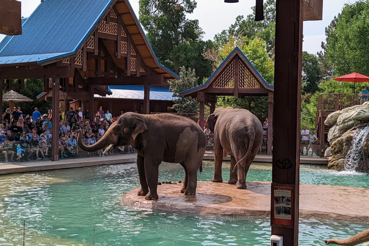 Denver Zoo photo 1