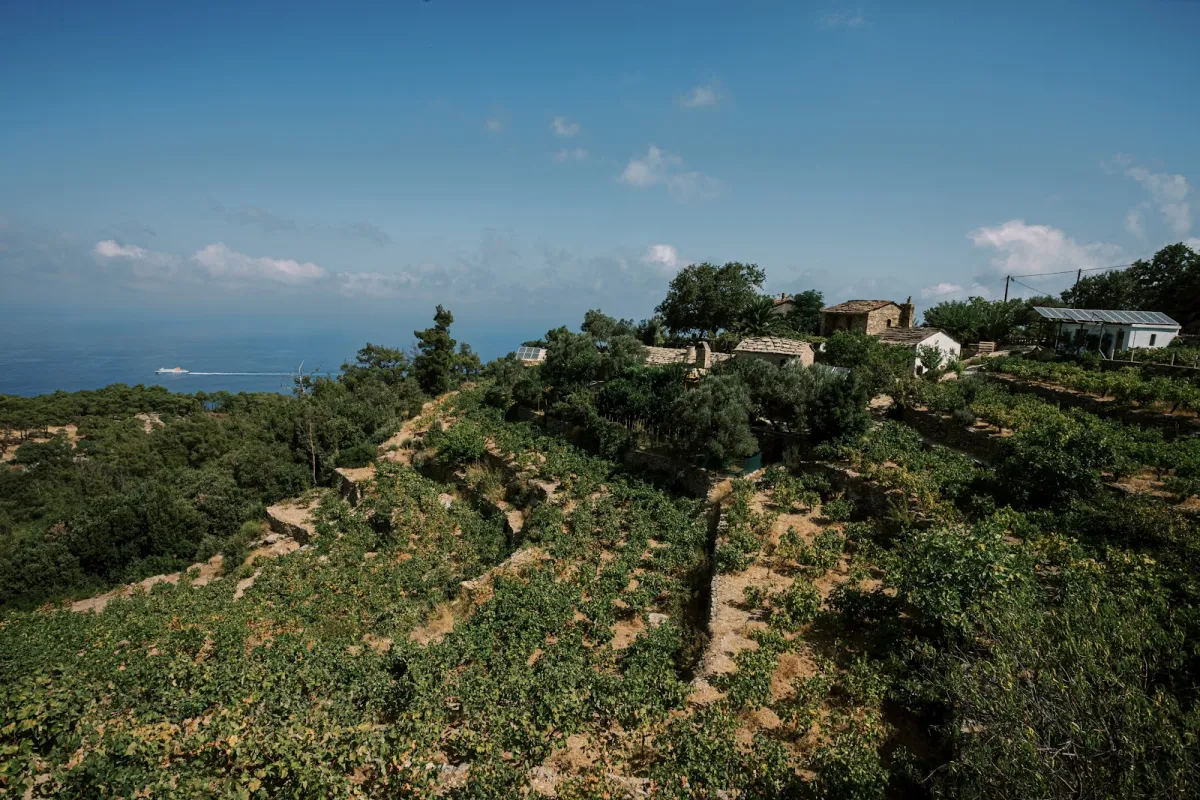 Karimalis Winery & Farmhouse Restaurant - ikarian wine photo 1