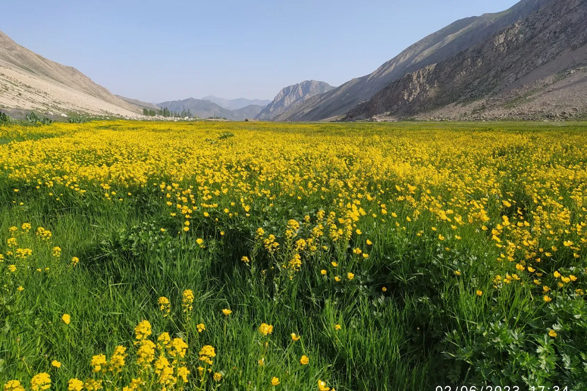 دشت لار photo 1