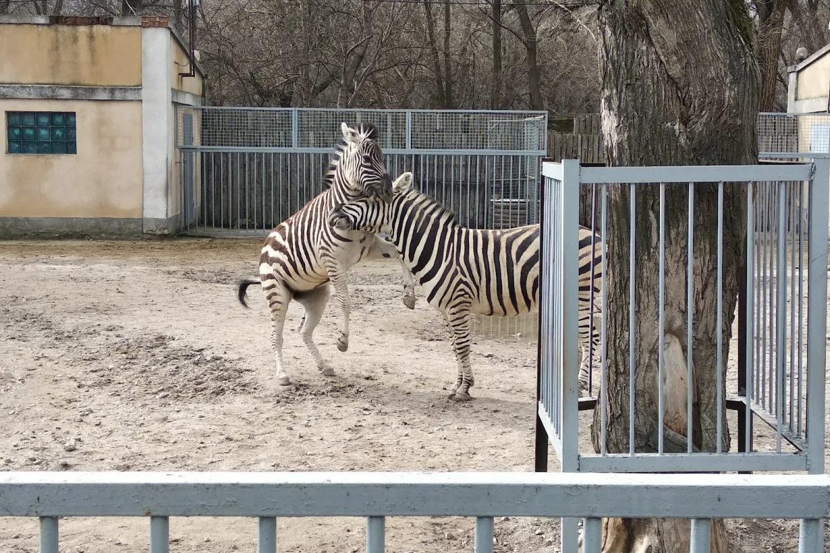 Odessa Zoo photo 1