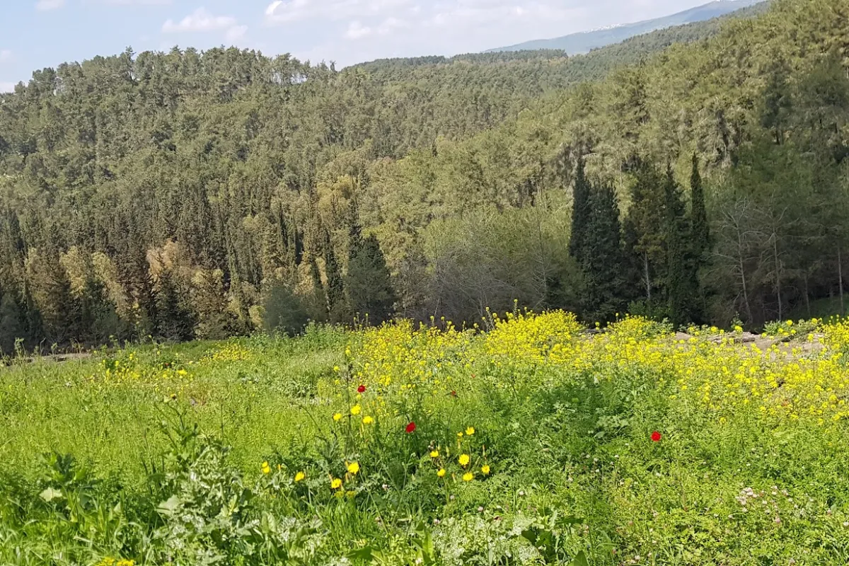 Ein Hashofet Forest photo 1
