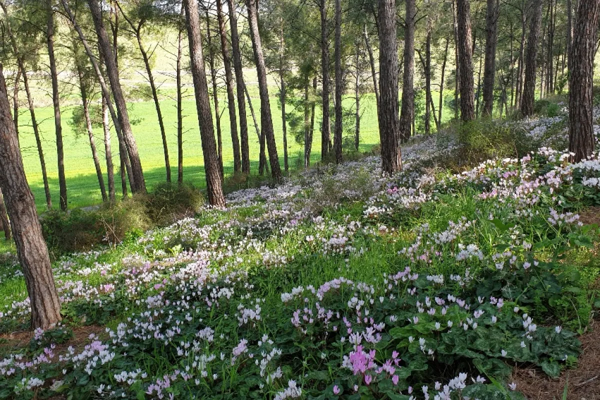 גבעת הרקפות photo 1