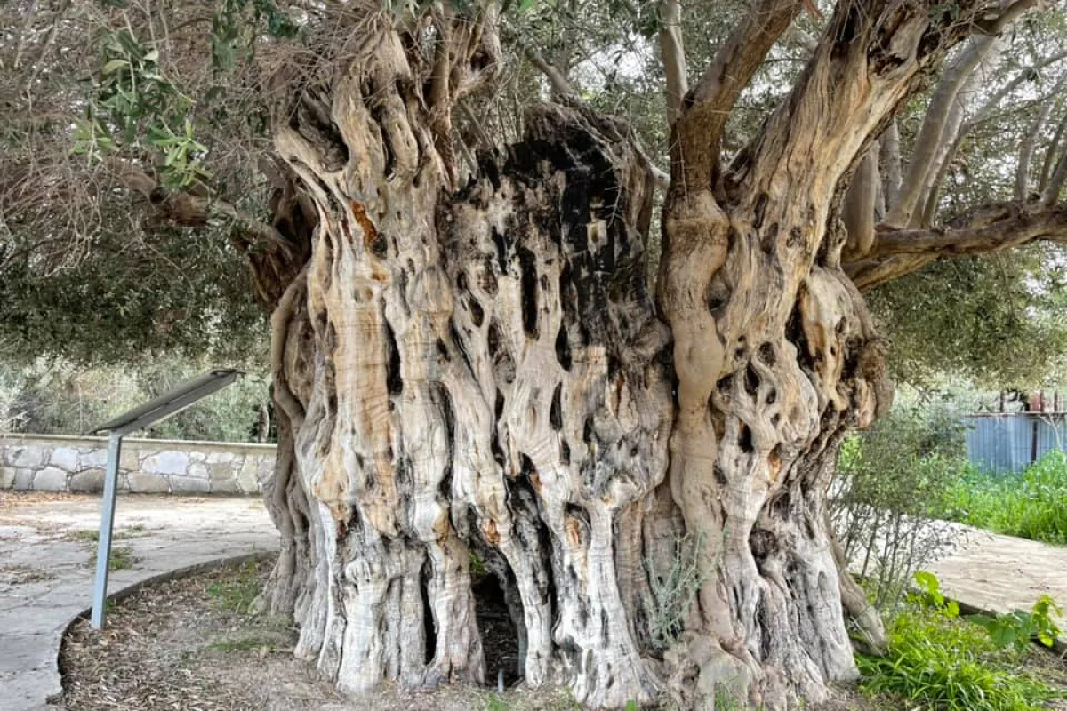 Ancient Olive Tree of Avdimou photo 1