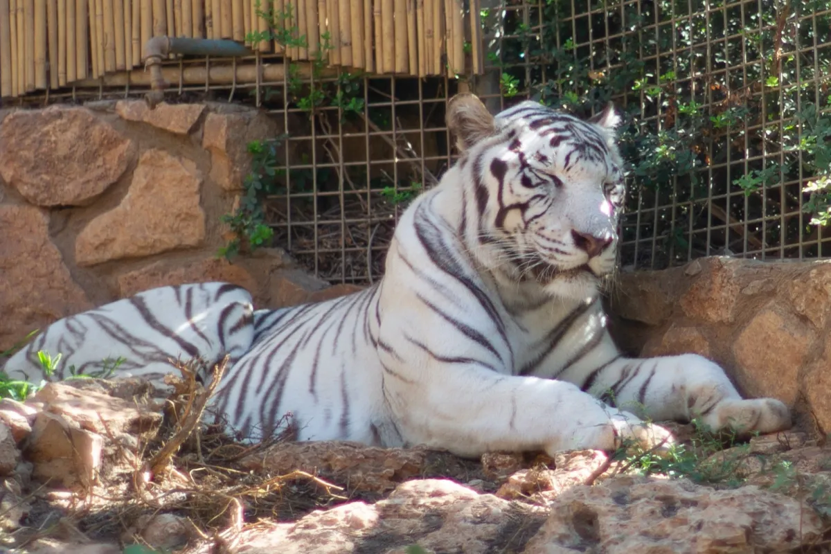 Haifa Zoo photo 1