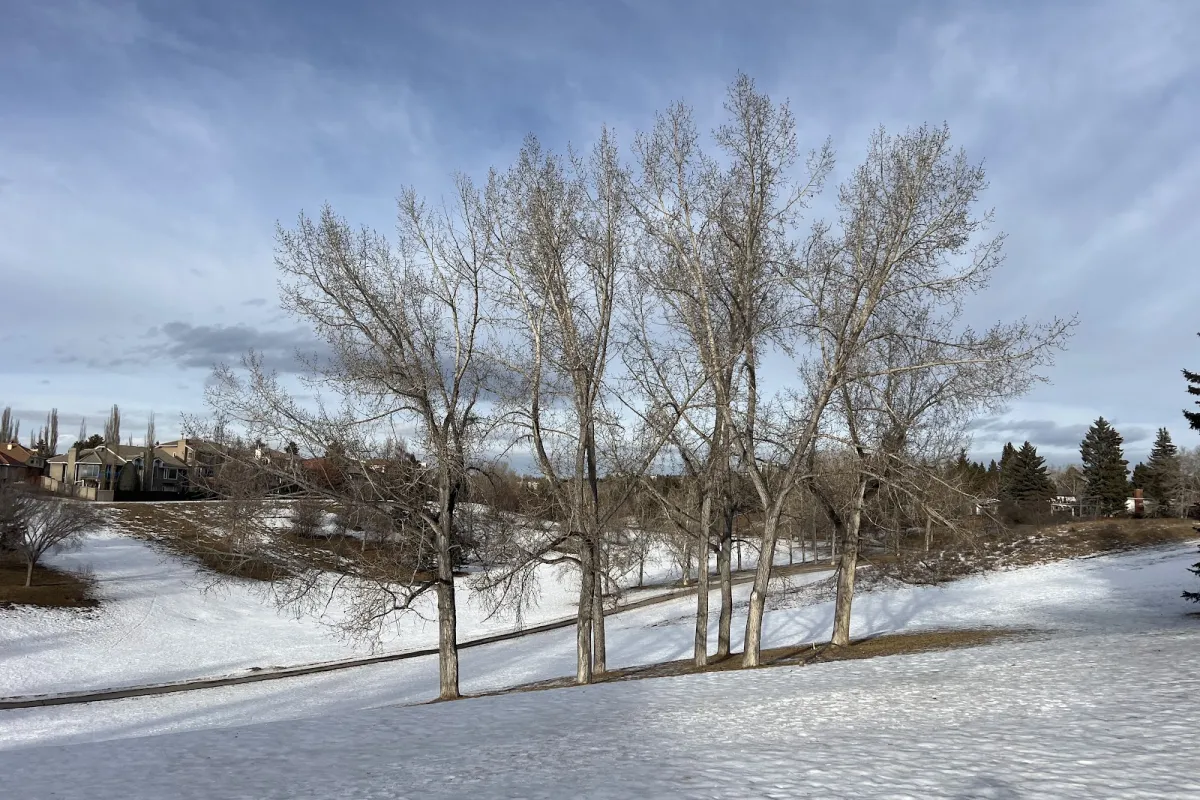 Varsity Ravine Park photo 1
