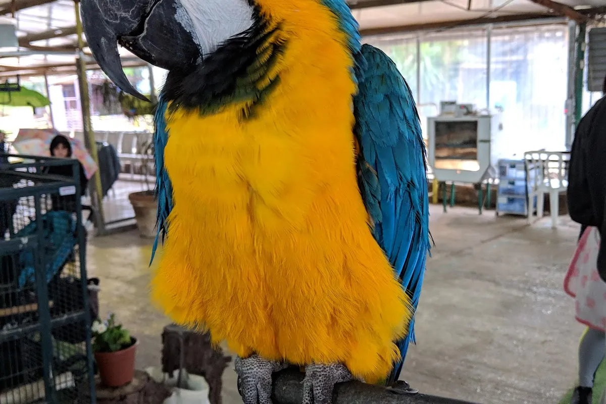 Kfar Hess Parrot Farm photo 1
