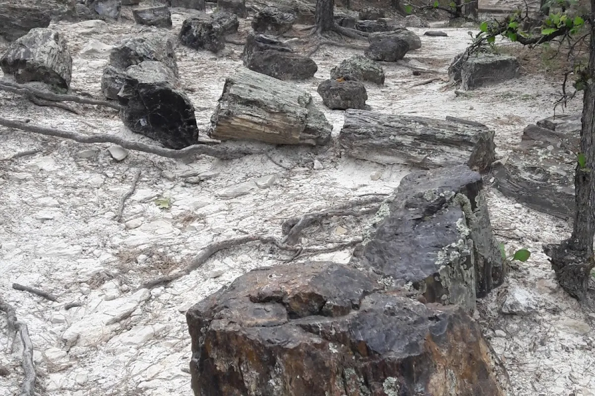Black Hills Petrified Forest photo 1