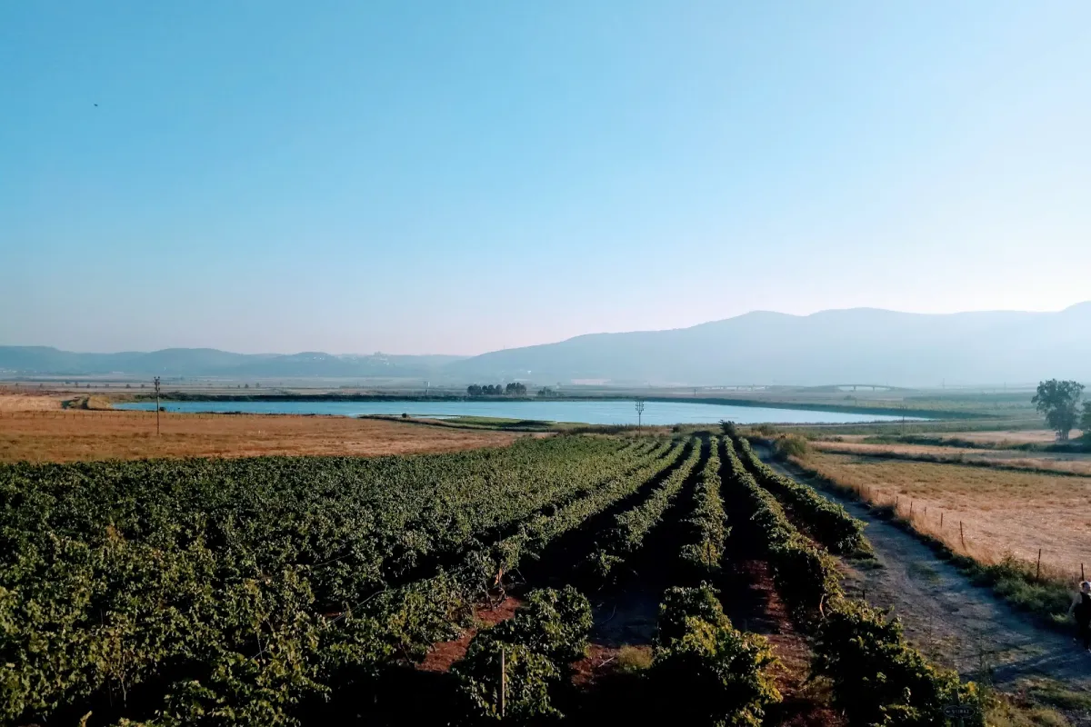 יקב שדות Sadot Winery photo 1