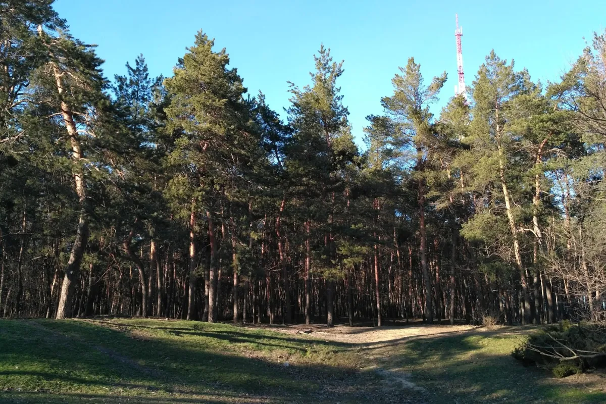 Pine Forest Park photo 1