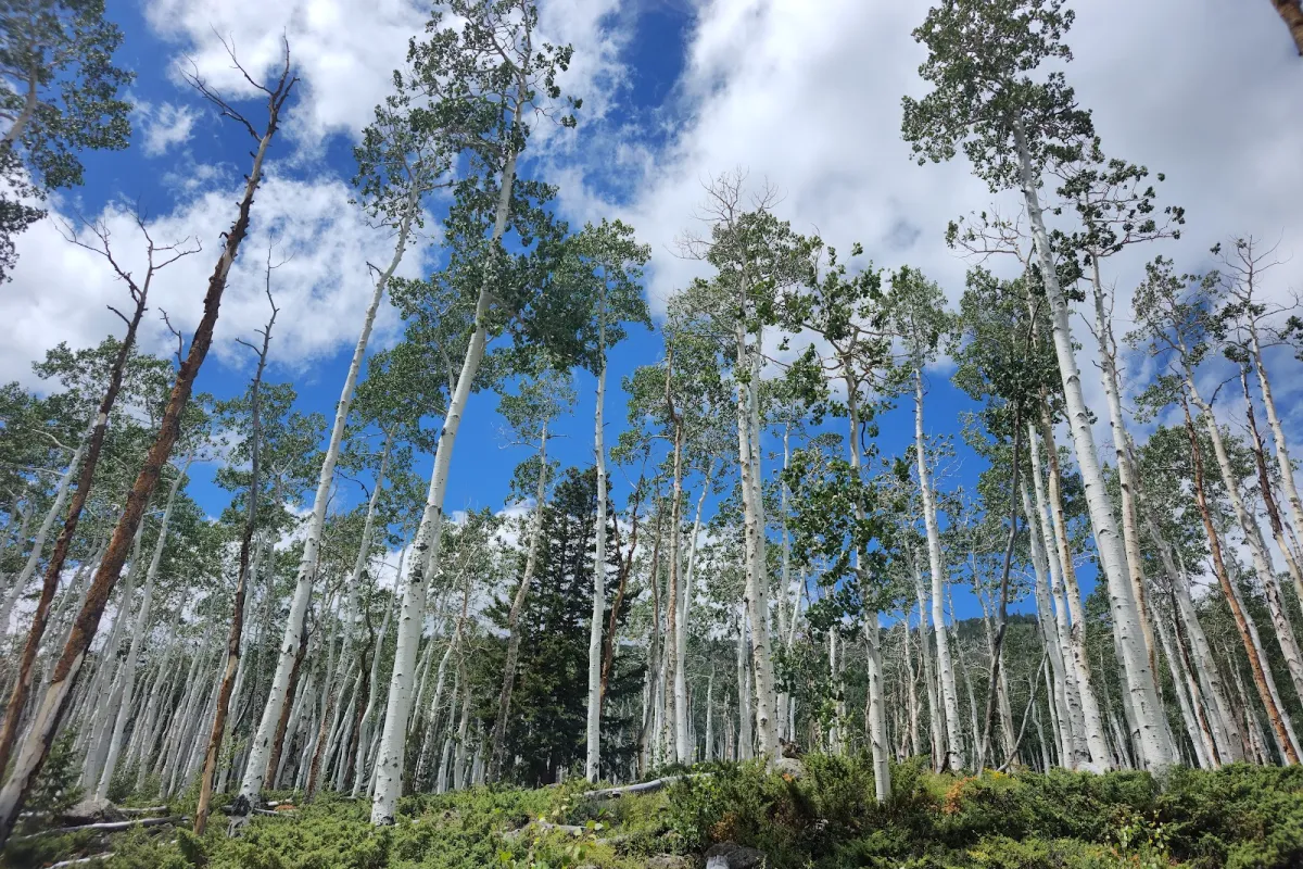 Pando Aspen Tree photo 1