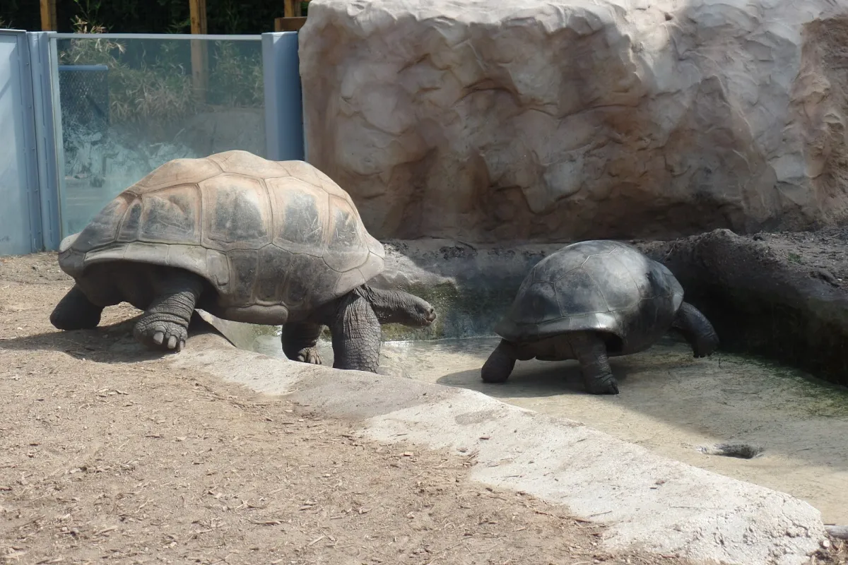 San Antonio Zoo photo 1