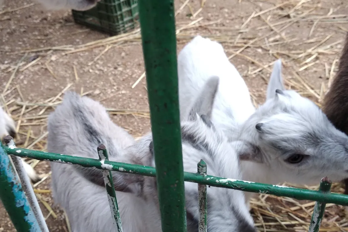 Petting zoo photo 1