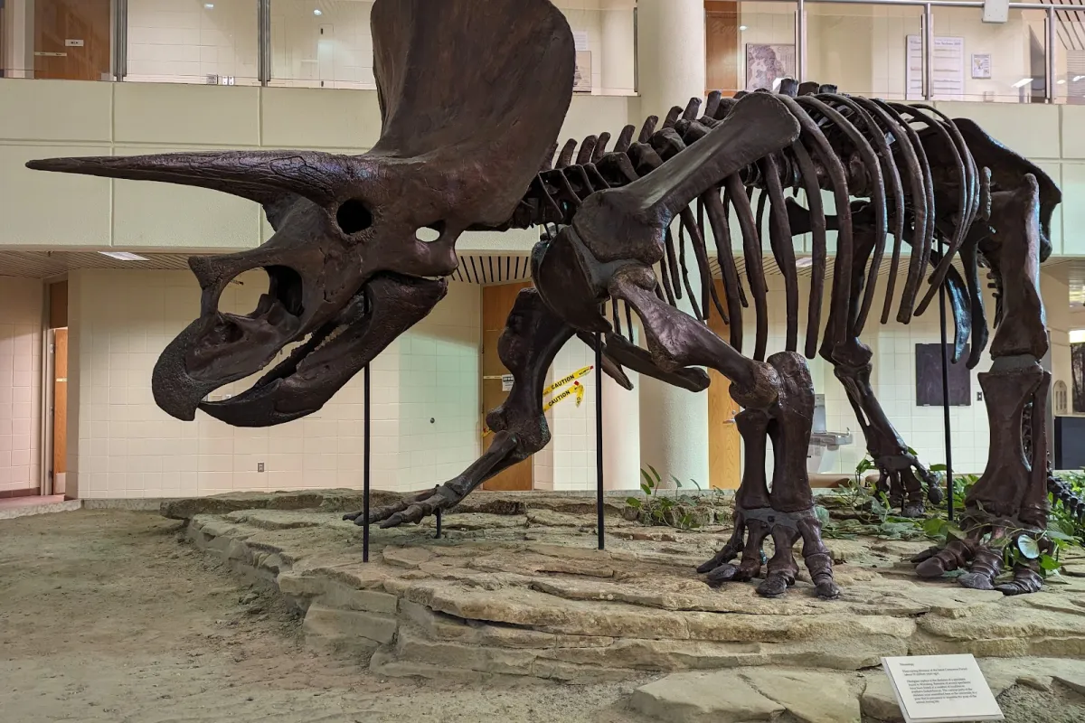 Museum of Natural Sciences University of Saskatchewan photo 1