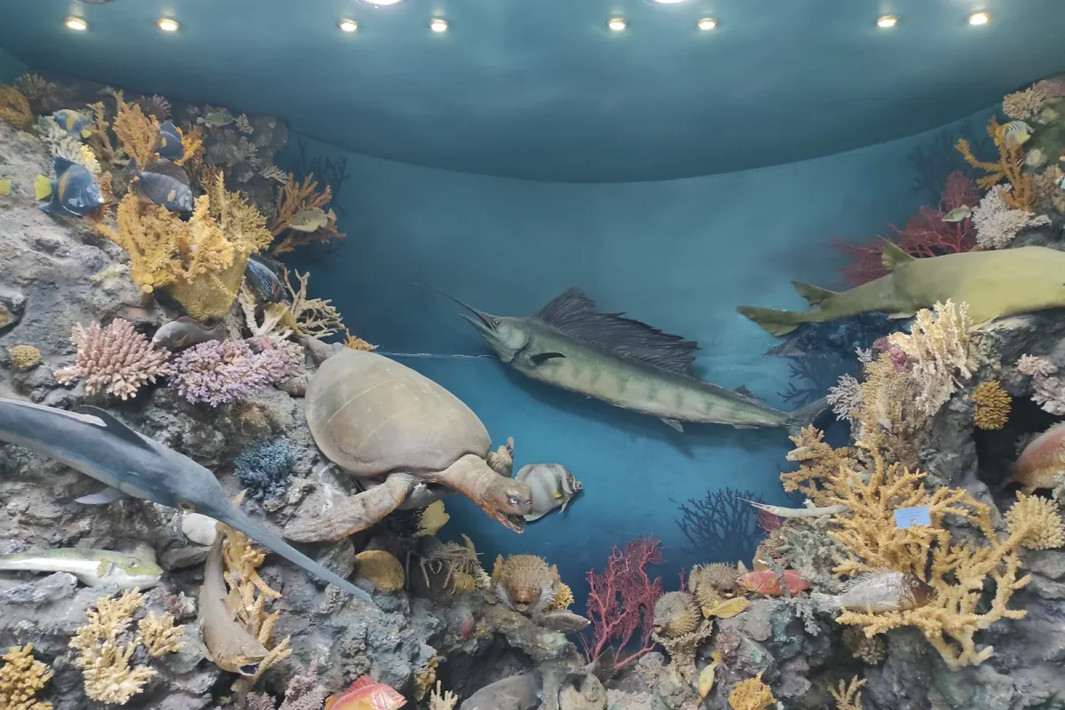Hurghada Marine Museum & Aquarium photo 1