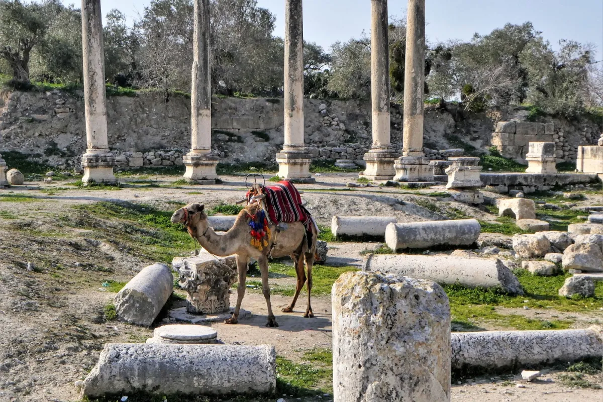 Samaria (Sebastia) photo 1