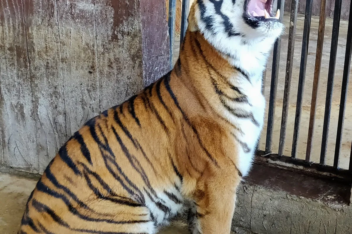 Flaoui Zoo photo 1