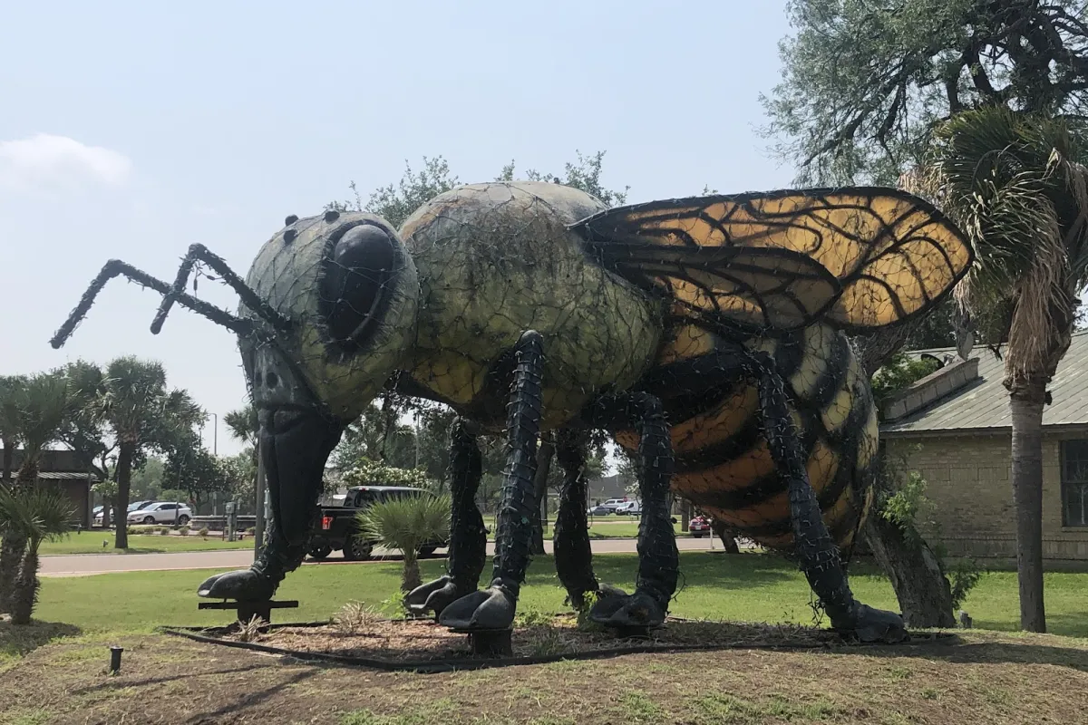 Worlds Largest Killer Bee photo 1