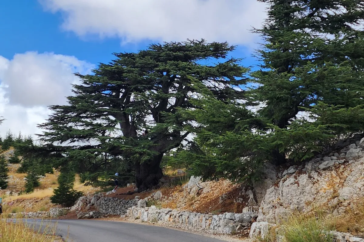 Shouf Cedars photo 1