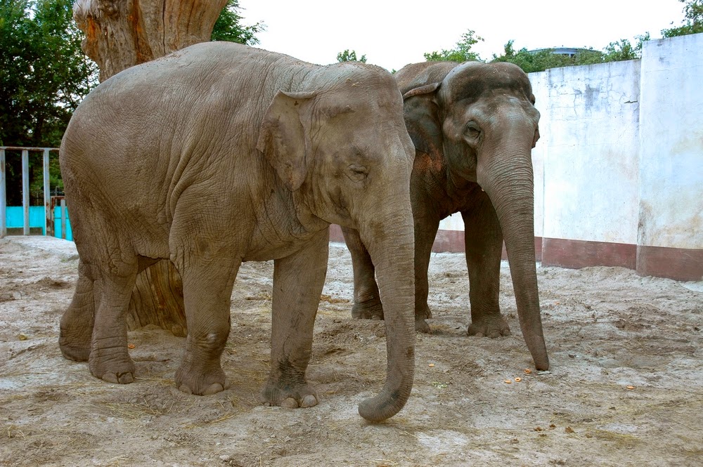 Kharkiv Zoo photo 6