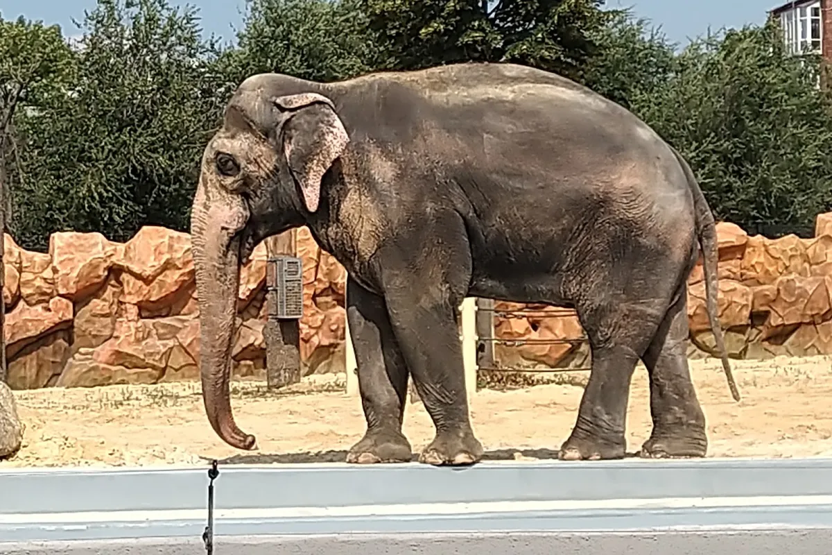 Kharkiv Zoo photo 1