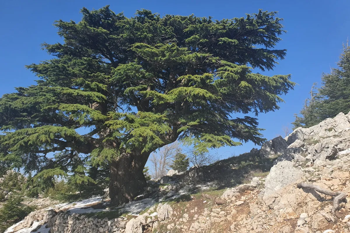 محمية ارز الشوف غابة ارز الباروك photo 1