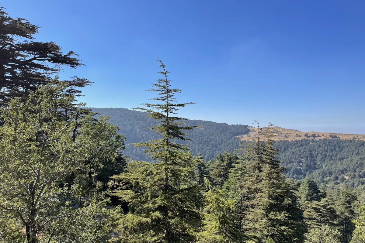 Tannourine Cedars Reserve photo 1