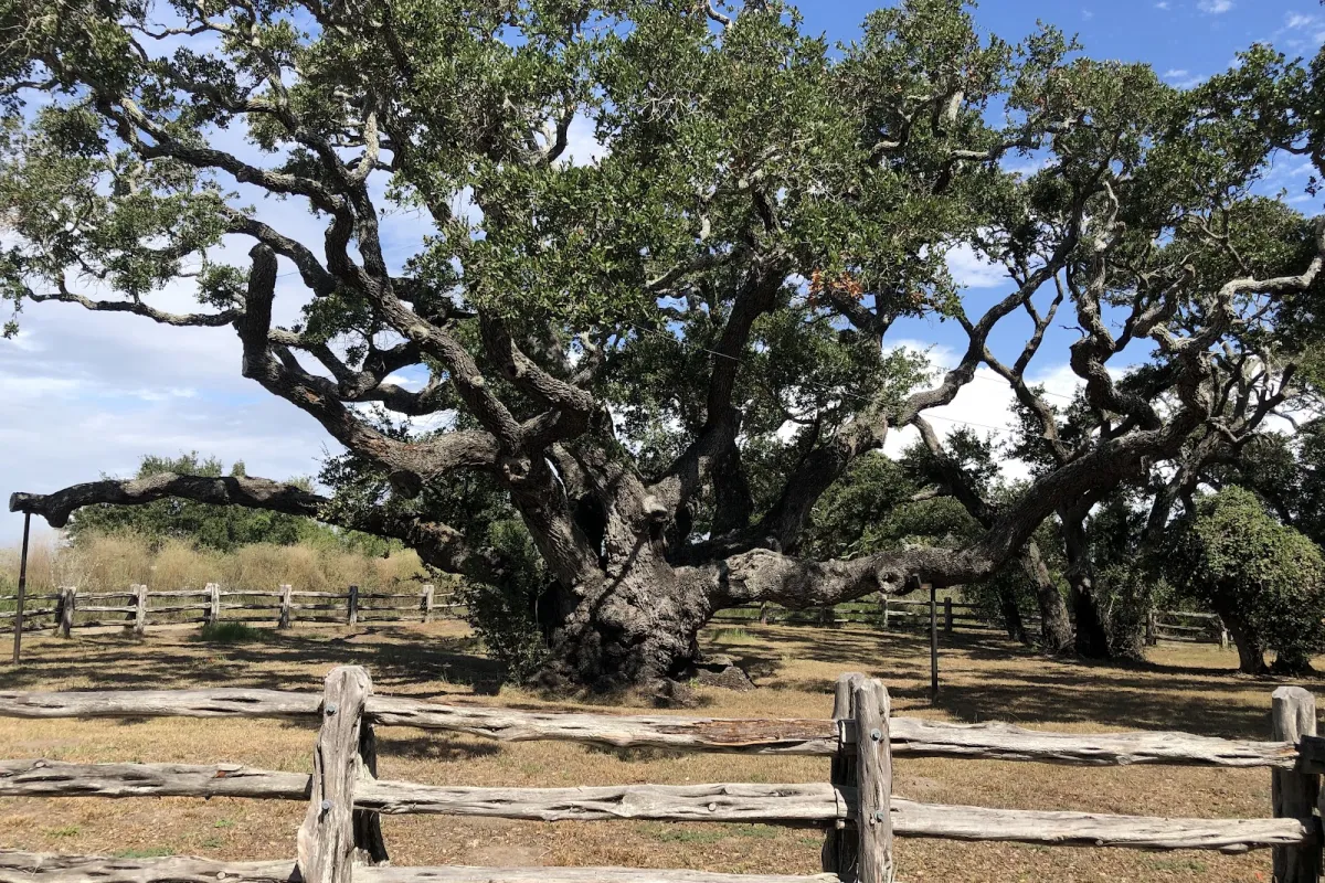 The Big Tree photo 1