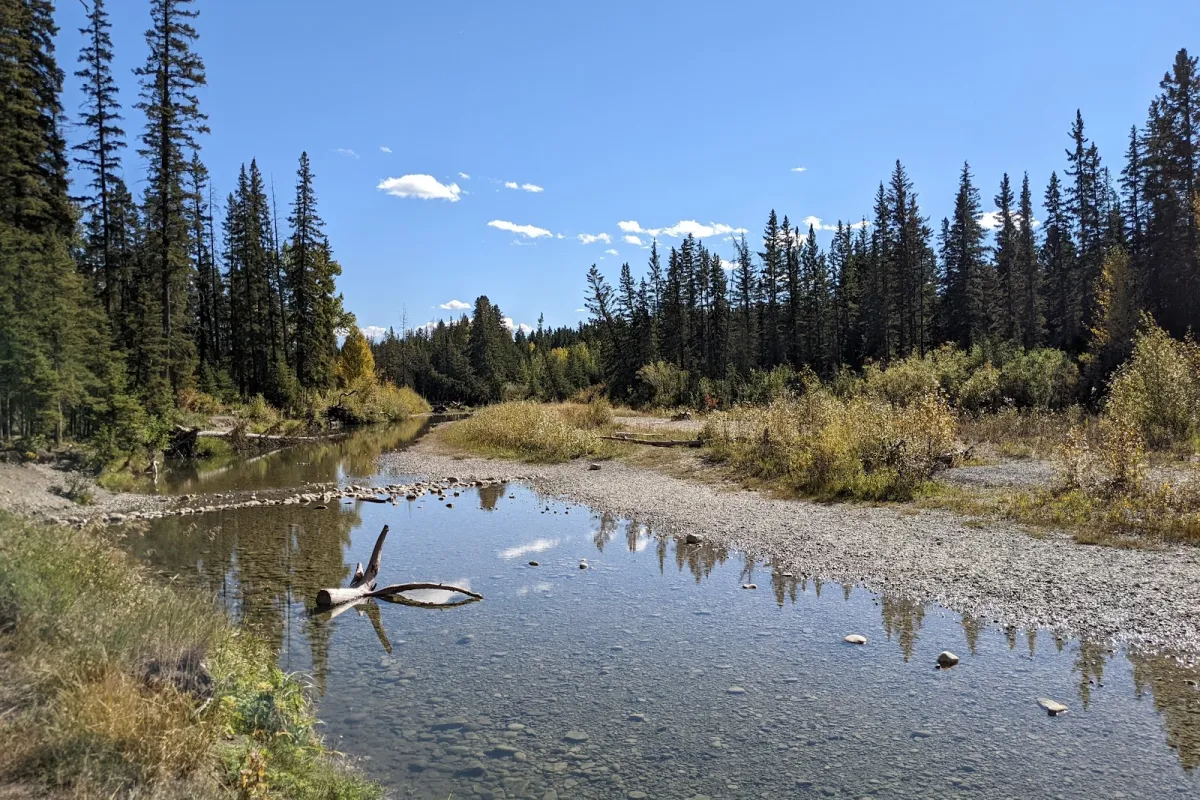 Bebo Grove - Fish Creek Provincial Park photo 1