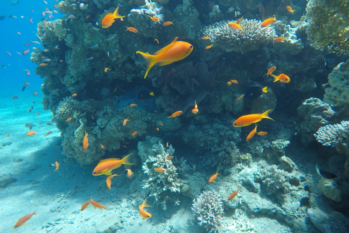 Coral Beach photo 1