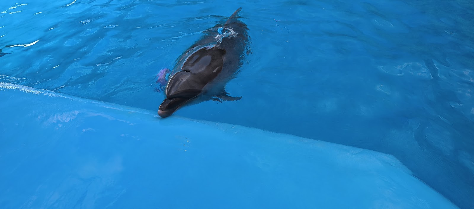 Kharkiv Dolphinarium Nemo photo 3