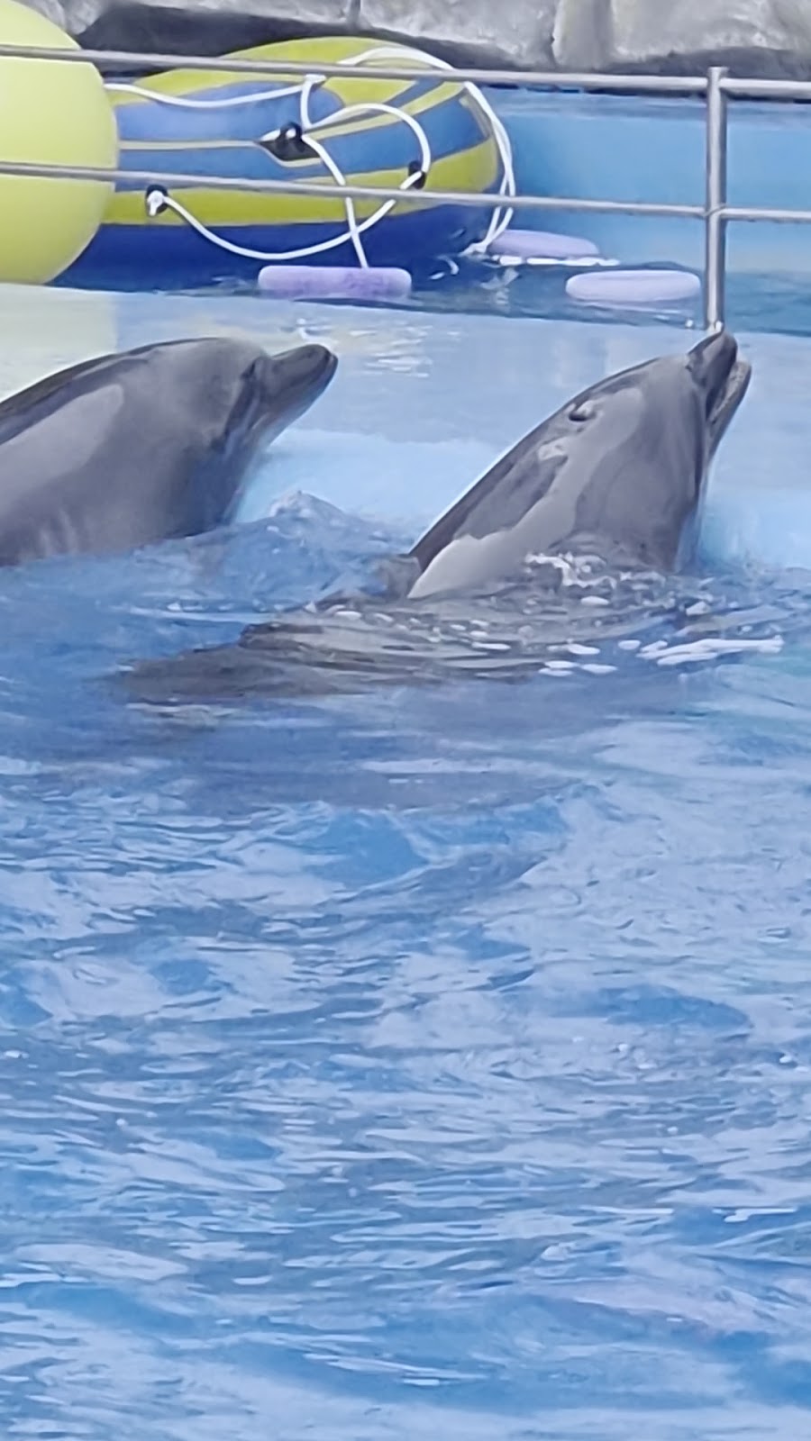 Kharkiv Dolphinarium Nemo photo 4