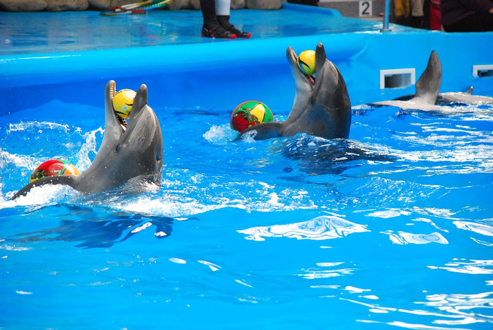 Kharkiv Dolphinarium Nemo photo 2