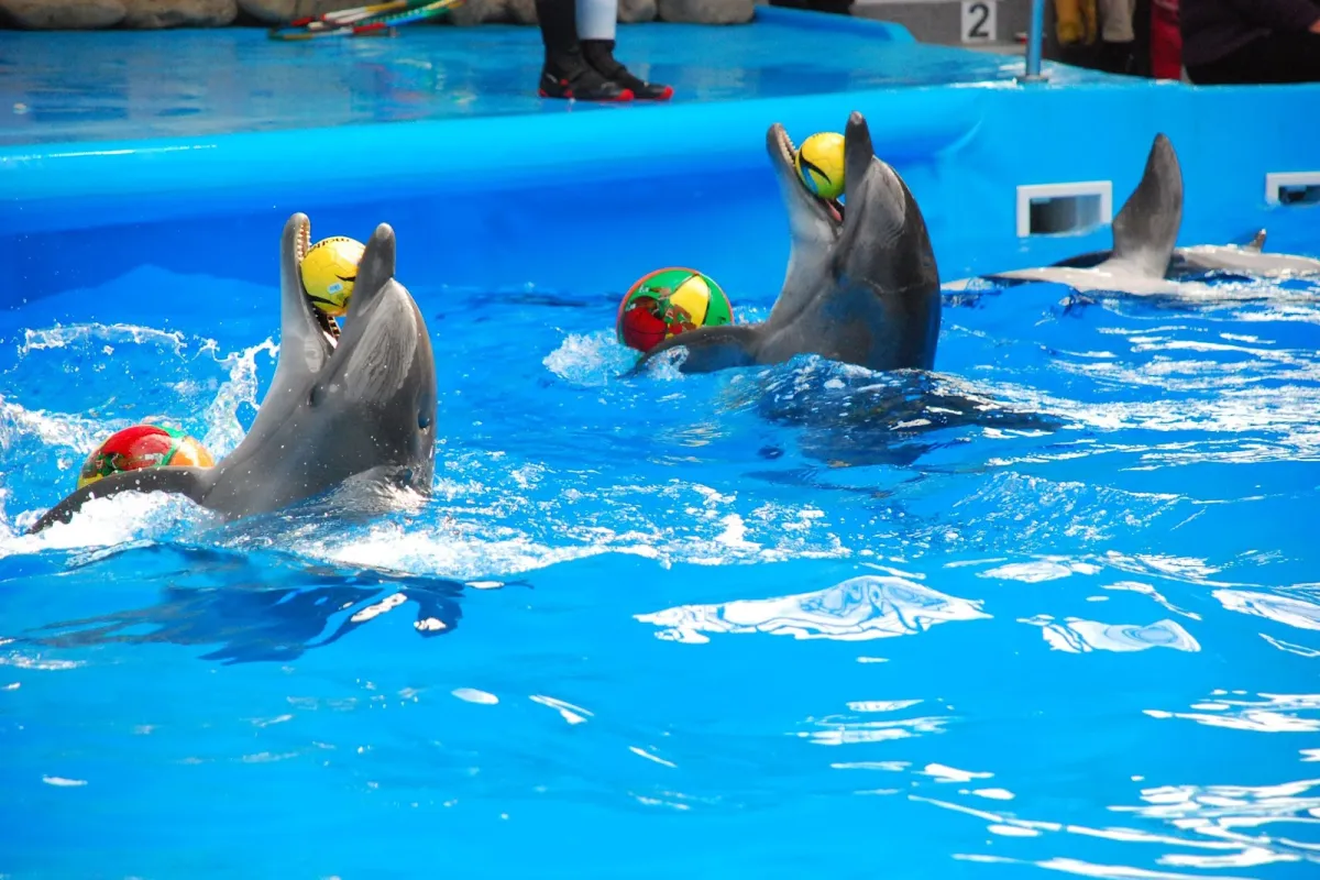 Kharkiv Dolphinarium Nemo photo 1