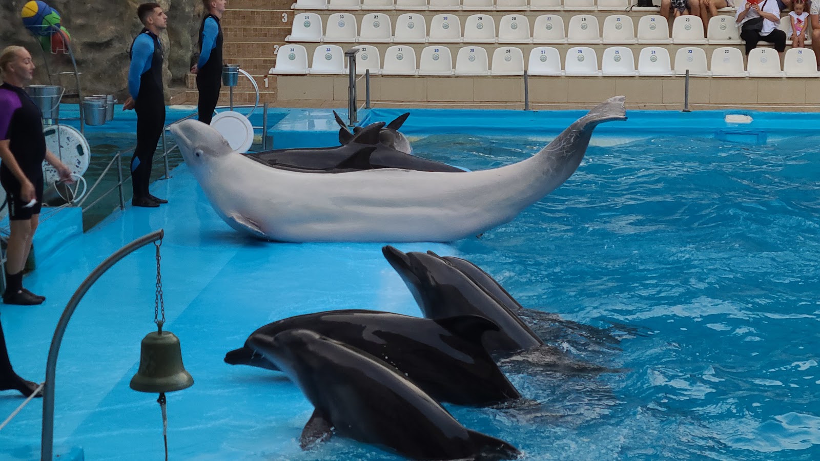 Kharkiv Dolphinarium Nemo photo 10