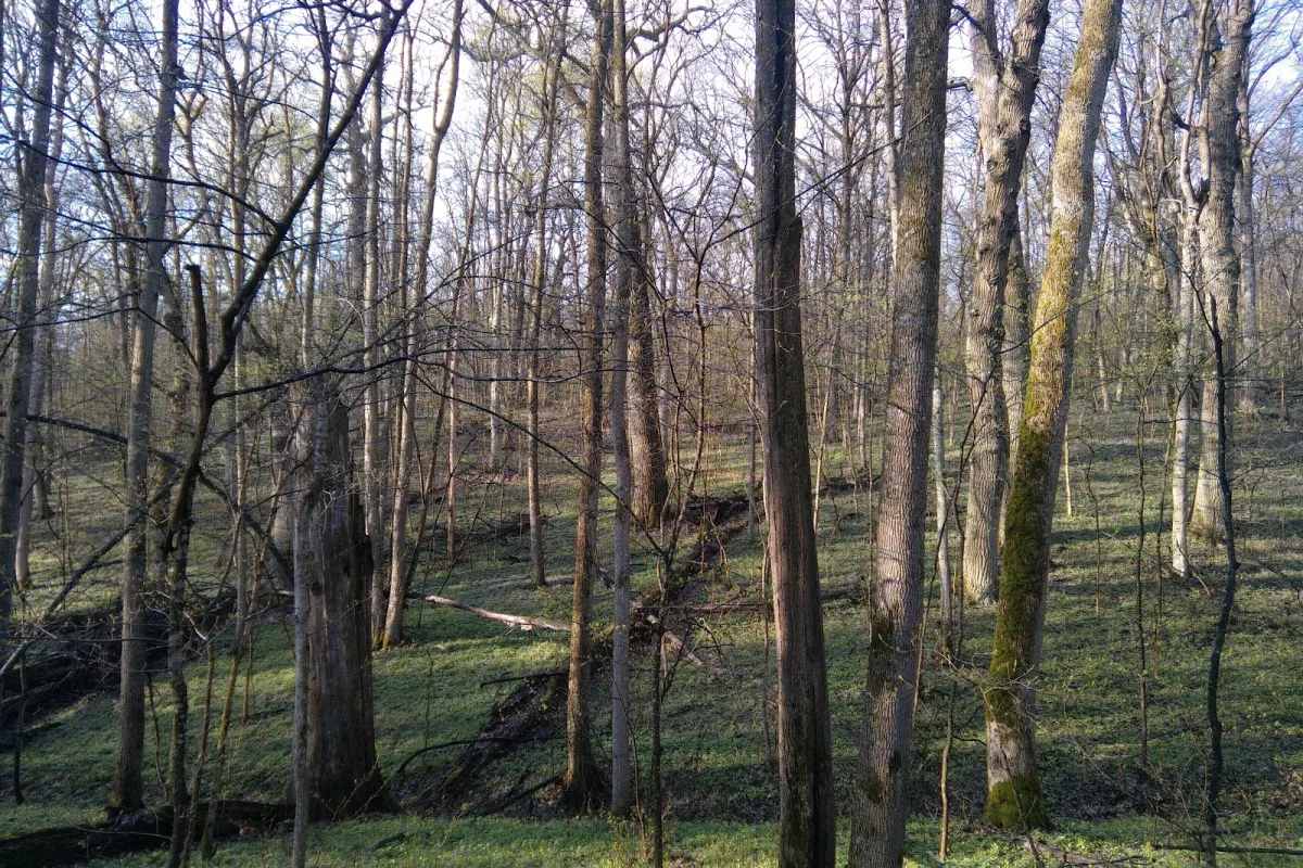 State Nature Reserve Belogorie photo 1