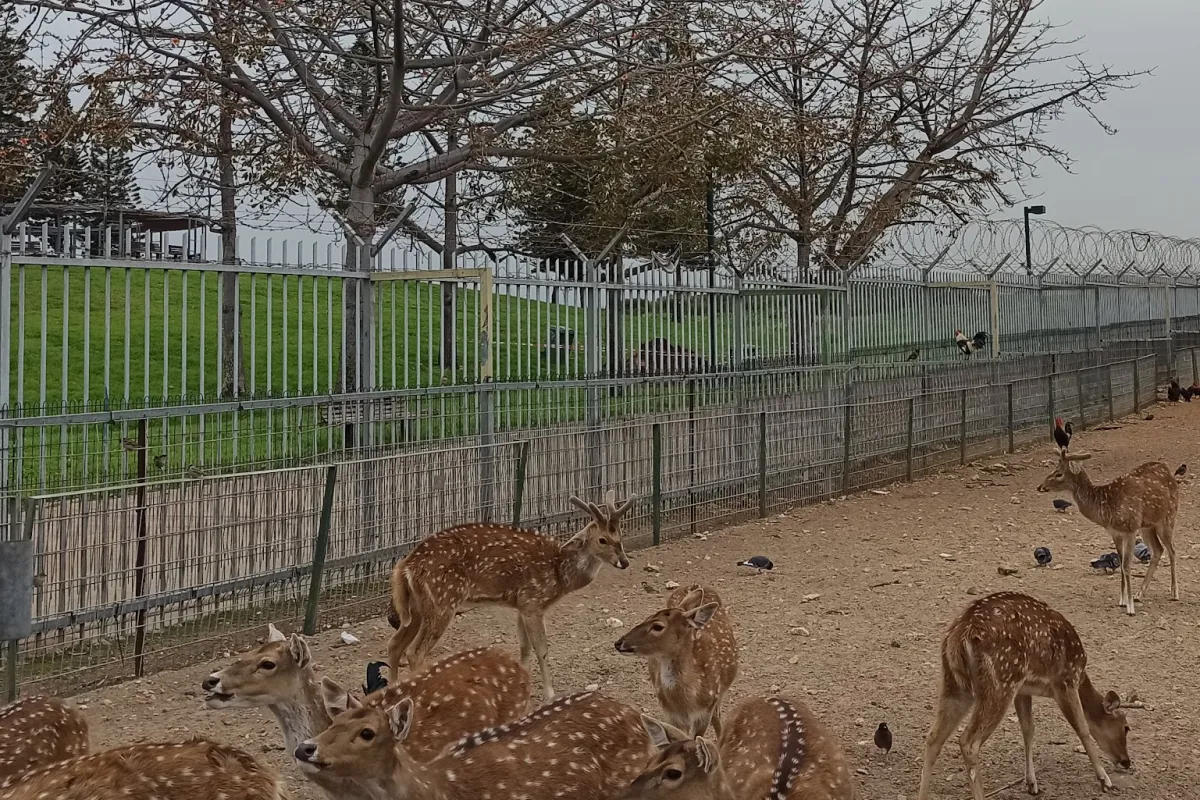 Begin Park Petting Zoo photo 1