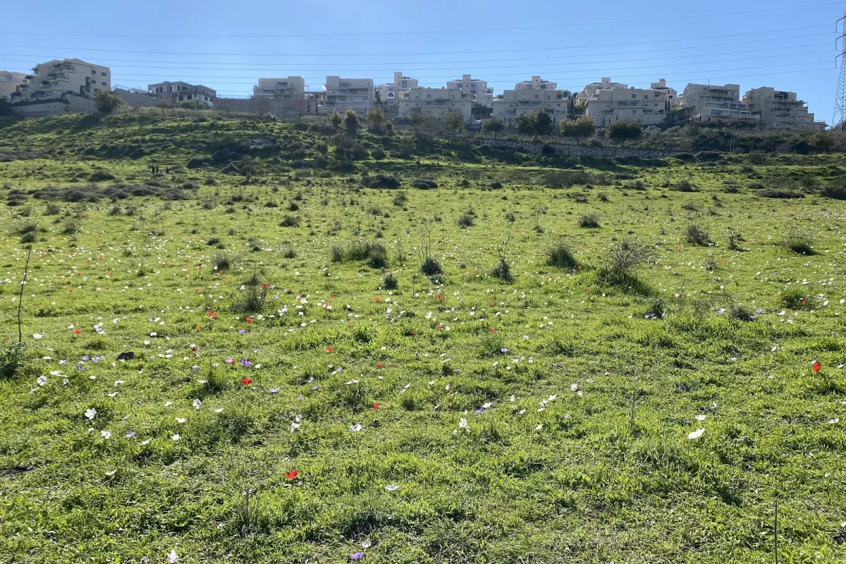 מצפור סיון photo 1